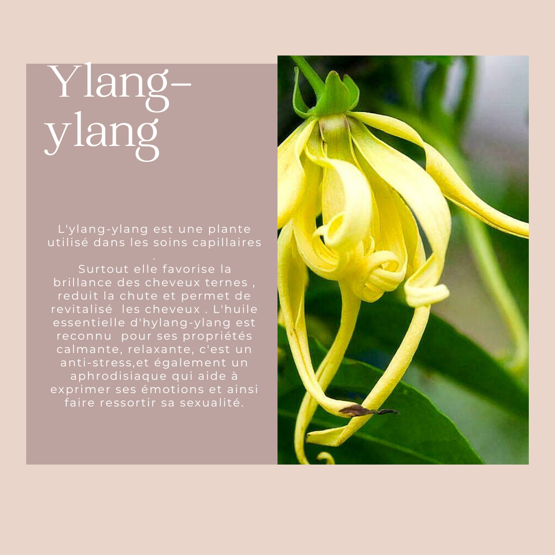 HUILE DE CROISSANCE YLANG-YLANG